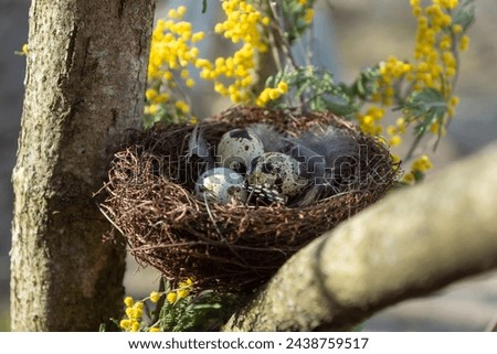 Spring, forest bird's nest on a branch with eggs.