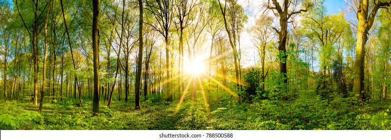 Spring in the forest with bright sun shining through the trees