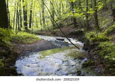 Spring Forest Creek