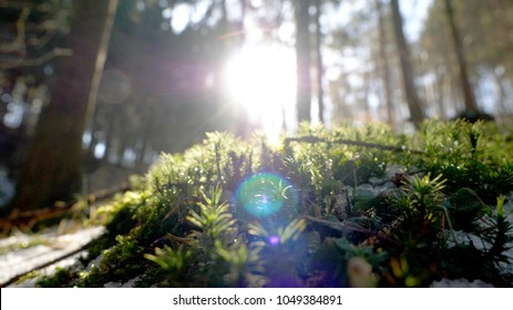 Spring in the Forest. End of winter is here. Sunbeams flood the wood and thaw the ice. Nature awakens to life. Moss, fern, grass, leaves and undergrowth can be seen in the close up . Sun is shining.