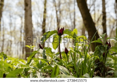 Spring forest ephemerals blooming with red trillium wildflowers