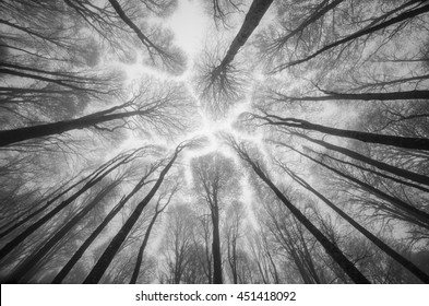 Spring forest floating in the sky in a rainy day at the mountain Semiglavay in the South Russia. Top of the trees, high trunks, crowns. Black and white photo art work.