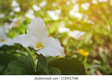 Spring forest flower white trillium. Spring nature background.