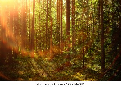 spring forest landscape, abstract fresh, seasonal nature view, green trees sun rays morning