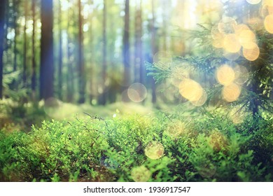 Spring Forest Landscape, Abstract Fresh, Seasonal Nature View, Green Trees Sun Rays Morning