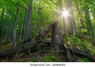 Spring forest. Landscape with broken tree and sun. Carpathians, Ukraine, Europe