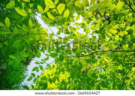 Spring forest landscape in frog perspective with deciduous trees and spring fresh leaves under canopy as background on a sunny day