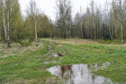 Spring Forest Landscape With Green Grass, Road With Puddles And Mud, And Green Trees. Trees In The Forest With Young Leaves In Early Spring.