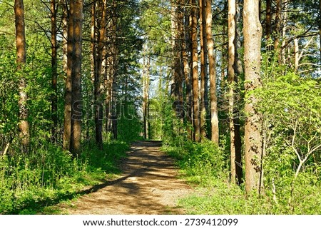 Spring forest landscape - row of pine trees and narrow path lit by soft sunlight, spring sunny forest view