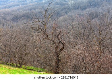 19,885 Forest naked Stock Photos, Images & Photography | Shutterstock