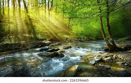 spring forest nature landscape   beautiful spring stream  river rocks in mountain forest 