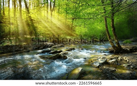 spring forest nature landscape,  beautiful spring stream, river rocks in mountain forest 
