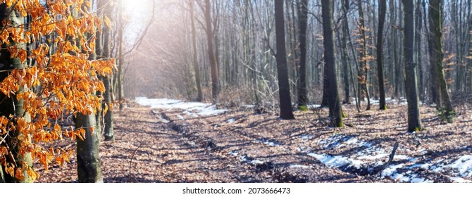 Spring Forest On A Sunny Day During Snowmelt