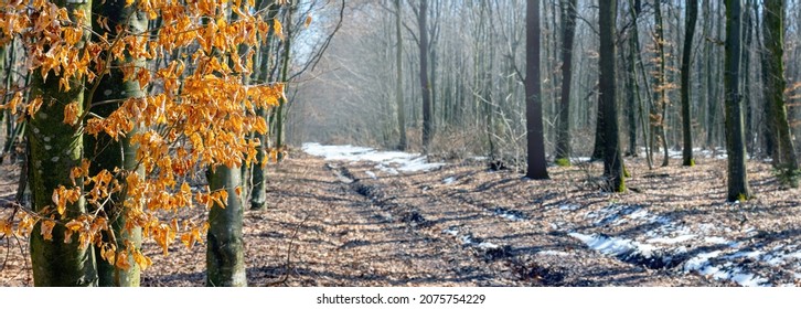 Spring Forest On A Sunny Day During Snowmelt