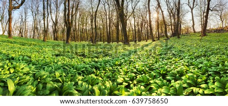 Similar – Image, Stock Photo celery Food Vegetable