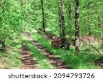 Spring forest scenery . Timber logs in the forest . Walking path in woodland  