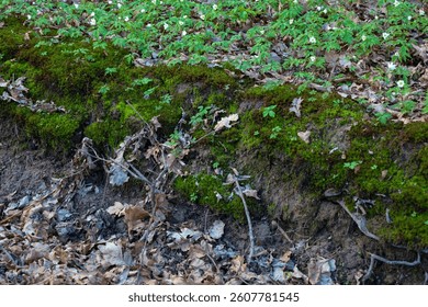 Spring forest soil covered with a layer of fallen oak leaves. Bright green moss has grown on the slope of a small hill.