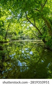 Spring Forest Stream Surrounded by Lush Trees. Scenic Spring Stream Flowing Through a Green Forest. Fresh Forest Creek with Vibrant Spring Foliage.