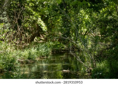 Spring Forest Stream Surrounded by Lush Trees. Scenic Spring Stream Flowing Through a Green Forest. Fresh Forest Creek with Vibrant Spring Foliage.