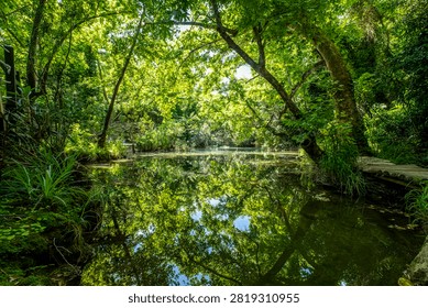 Spring Forest Stream Surrounded by Lush Trees. Scenic Spring Stream Flowing Through a Green Forest. Fresh Forest Creek with Vibrant Spring Foliage.