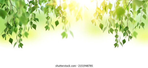 Spring forest sunrise. birch trees in a summer forest under bright sun. A flowering birch tree on a sunny spring day. Young bright green leaves on birch branches. sunrise in the woods.