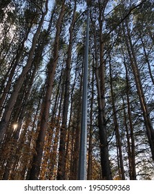 Spring forest and the sunshine