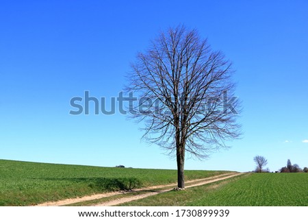 Similar – Image, Stock Photo lonely tree Tree Meadow