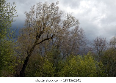 Spring Forest, Tree Tops Against A Dark Sky Background