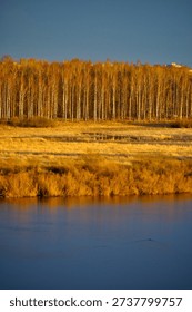 Spring forest trees lit by sunset light at the bank of the river, spring nature landscape, birds eye view
