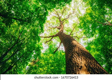 緑の景色 の画像 写真素材 ベクター画像 Shutterstock