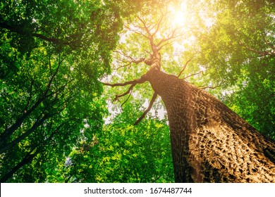 Spring Forest Trees. Nature Green Wood Sunlight Backgrounds.