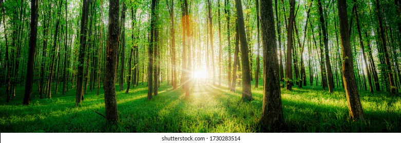 spring forest trees. nature green wood sunlight backgrounds.