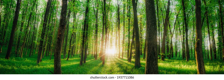 Spring Forest Trees. Nature Green Wood Sunlight Backgrounds.