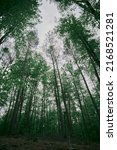 Spring forest view from the ground. Wide-angle shot of trees in the wood. Northern Europe forests biome in May