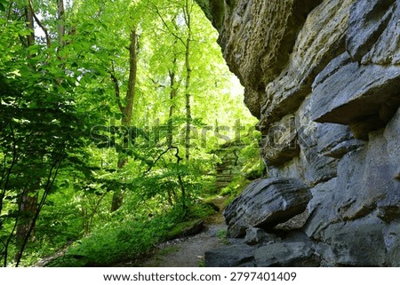 Spring forest walk in the woods