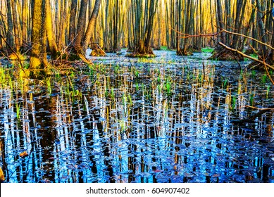 Spring Forest In A Water