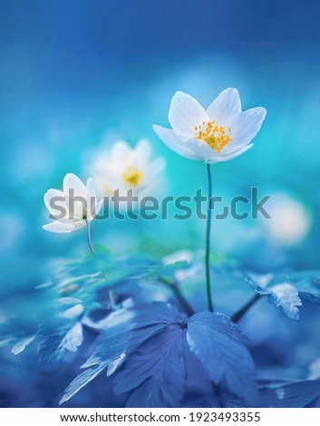 Spring forest white white flowers anemones on blue background in nature. Beautiful blue bokeh. Copyright toning.