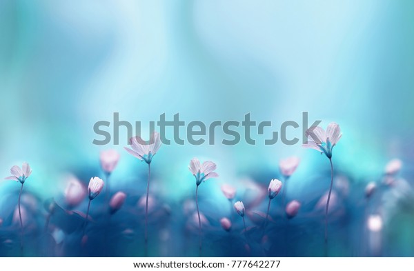 美しい青の背景に春の森の白い花のプリマロ ぼかした穏やかな空青の背景 花柄の自然の背景 テキスト用の空きスペース ロマンチックな優しい芸術的イメージ の写真素材 今すぐ編集