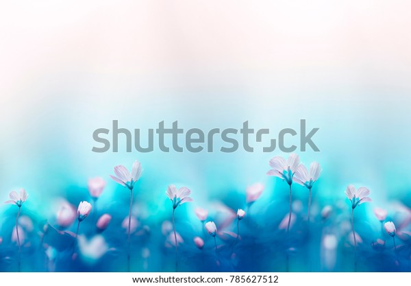 美しい穏やかな明るい青の背景に春の森の白い花のプライバラ マクロ 花柄のデスクトップの壁紙はがき ロマンチックな柔らかい芸術的イメージ テキスト用の自由なスペース の写真素材 今すぐ編集