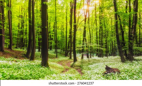 Spring Forrest. Fresh Green Woods in the Forest of Franconia, Germany. Blooming wild garlic.