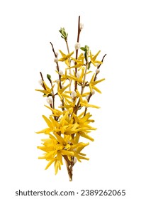 Spring forsythia and pussy willow branches bunch isolated cutout on white background