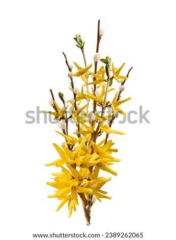 Spring forsythia and pussy willow branches bunch isolated cutout on white background
