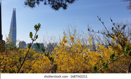 Spring Fragrance And Lotte World Tower