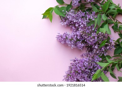 紫丁香花images Stock Photos Vectors Shutterstock