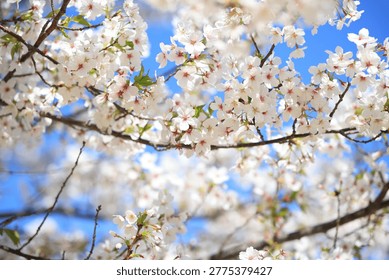 桜と青空。春、新学期や入学式、卒業式、学習など新しいことを始cherryblossom with spring fresh blusky 