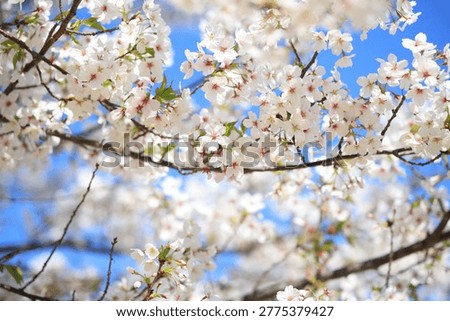 桜と青空。春、新学期や入学式、卒業式、学習など新しいことを始cherryblossom with spring fresh blusky 