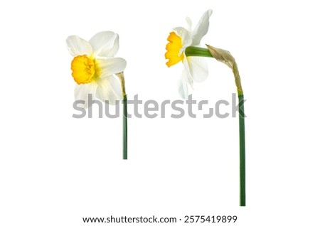 spring fresh flower daffodil. two options. Isolated on white background. Isolated on transparent. png format available