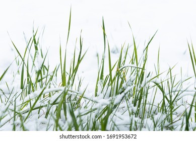 Spring Fresh Green Grass Of The Lawn Under The Fallen Snow. Natural Background Of Unexpected Weather In Nature.