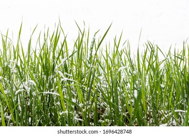 Spring Fresh Green Grass Of The Lawn Under The Fallen Snow. Natural Background Of Unexpected Weather In Nature.