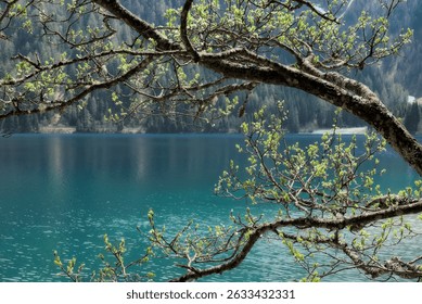 Spring fresh tree branches frame the greenish surface of the Antholzer See (lake)